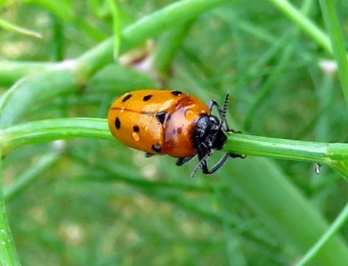 Réf. 235 091 : Tituboea biguttata